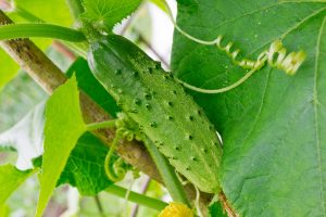 Kinds_of_Cukes