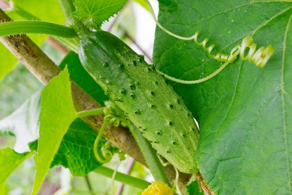 Kinds_of_Cukes