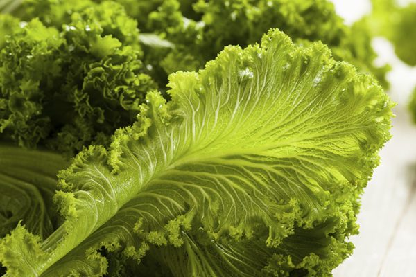 Mustard_Greens