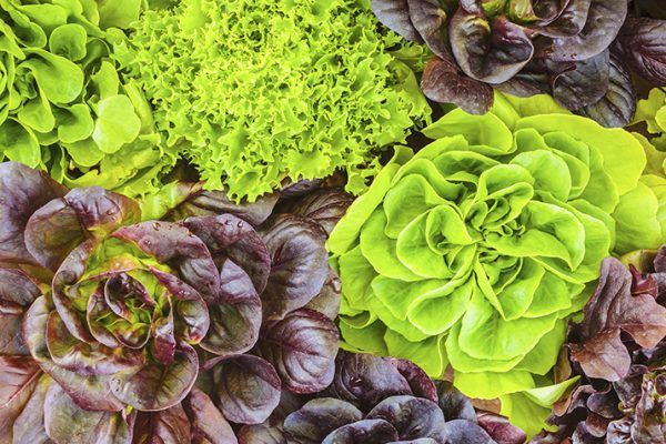 Lettuce