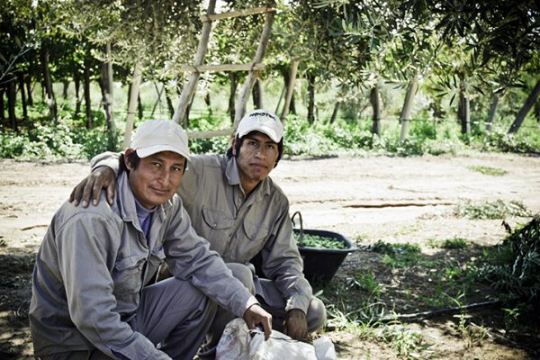 Cooperatives_Grow_Communities_Riojana_Olive_Oil