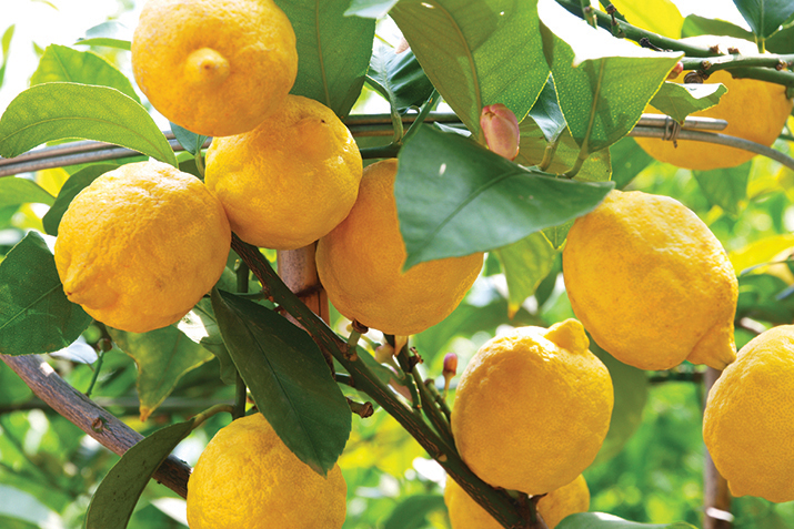 Lemons