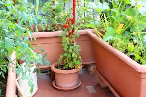 A_Container_Veggie_Garden