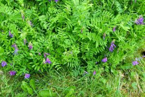 Garden_Cover_Crops