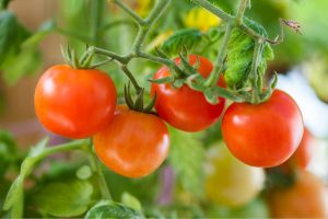 How_to_Grow_Tomatoes