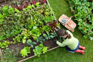 Succession_in_the_Garden
