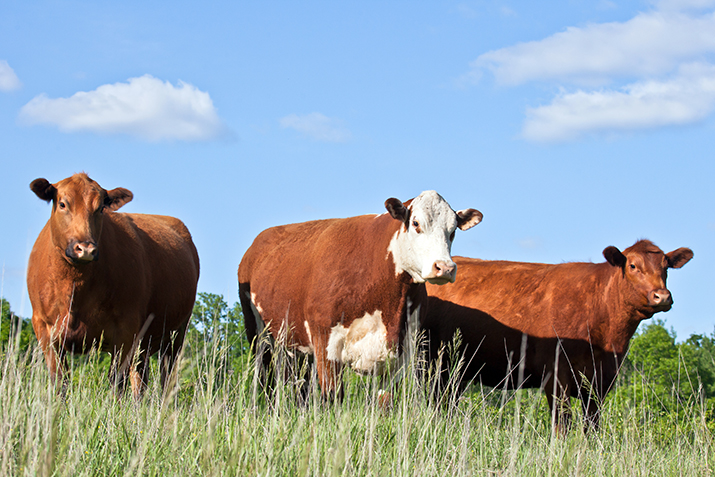 Cattle_Farming_and_Beef_Production