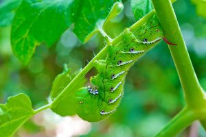 Top_Ten_Organic_Pest_Controls