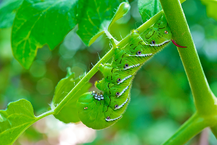 Top_Ten_Organic_Pest_Controls