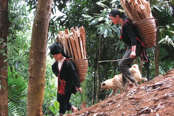 Fair trade cinnamon producers in Yen Bai Province, Vietnam
