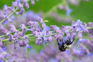 Organics_and_Pollinators_Making_Food_Happen