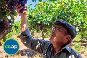 NCG_Co-op_Trade_Partner_La_Riojana_715x477